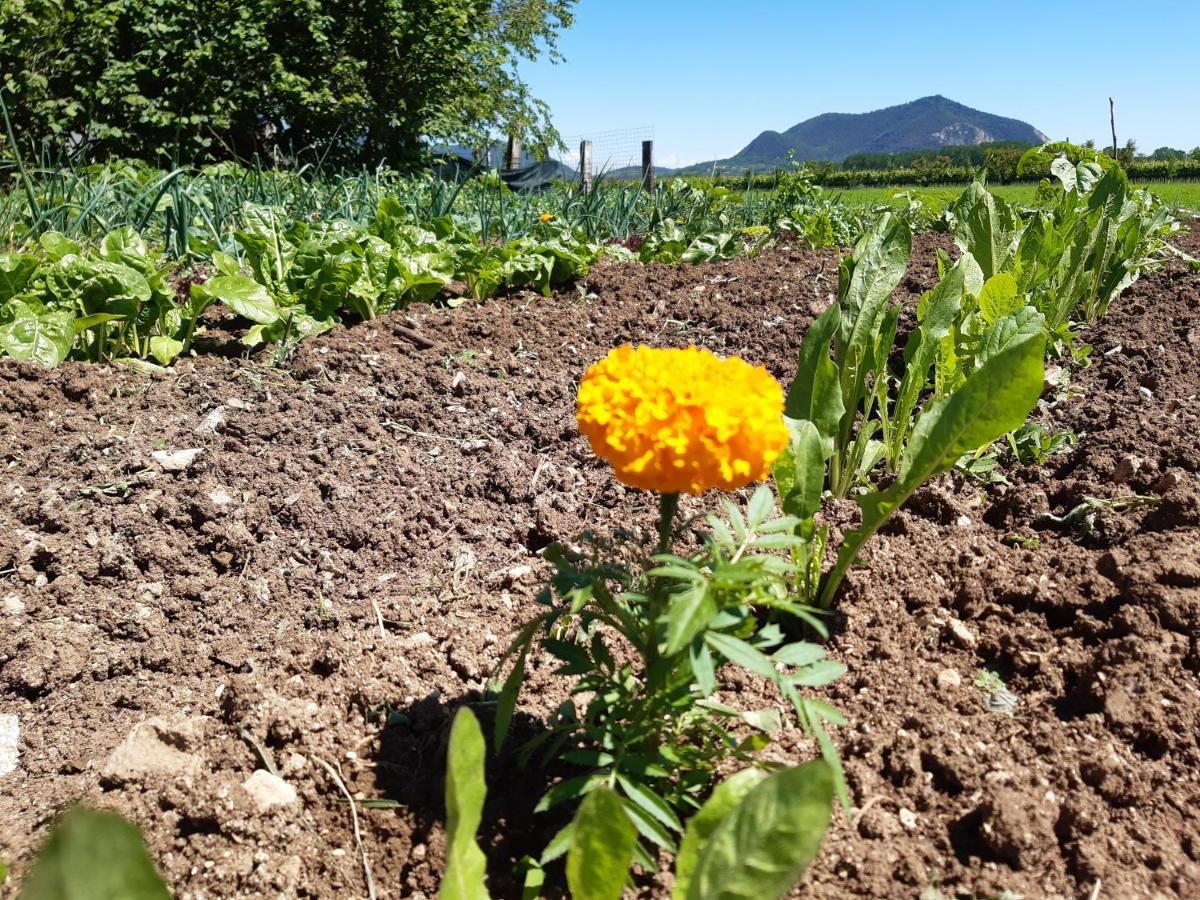 Agriturismo Alba Baone Zewnętrze zdjęcie